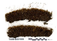 藏品(棕色曲尾苔)的圖片